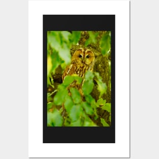 owl Posters and Art